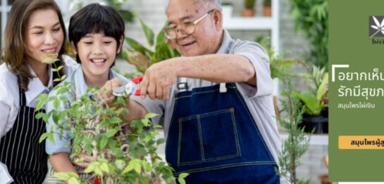 ไผ่เงิน